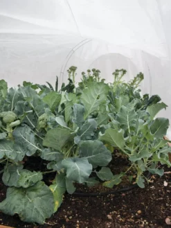 All-Purpose Garden Fabric 10 All-Purpose Garden Fabric -Garden Care Series Store 32646 7940 tif