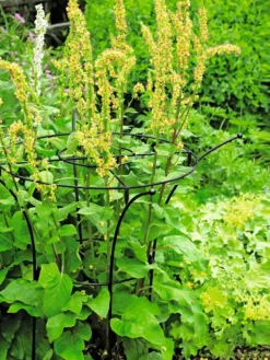 Essex Plant Supports 11 Essex Plant Supports -Garden Care Series Store 37423 200 tif