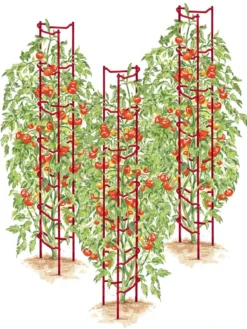 Tomato Ladders, Set Of 3