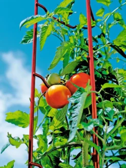Tomato Ladders, Set Of 3 11 Tomato Ladders, Set Of 3 -Garden Care Series Store 38185 003E tif