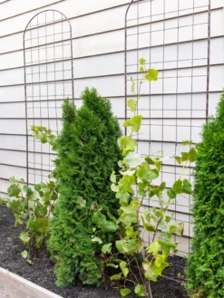 Jardin Flower Trellis 5 Jardin Flower Trellis -Garden Care Series Store 38689 6002 tif