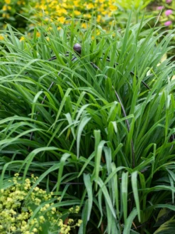 Jardin Bird Cage Support, 26" -Garden Care Series Store 39 521 0073 tif