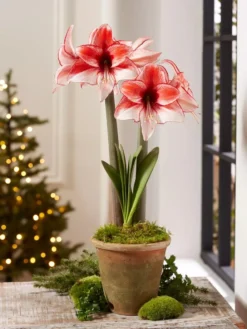 Premium Amaryllis Bulb -Garden Care Series Store 39 733 Charisma 2021 08 tif