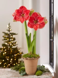 Premium Amaryllis Bulb -Garden Care Series Store 39 733 MagicalTouch 2021 10 tif