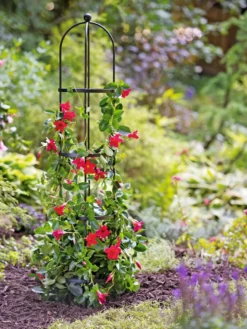 Essex Round Trellises 11 Essex Round Trellises -Garden Care Series Store 39544 2267 tif