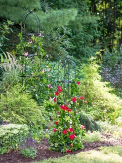 Essex Round Trellises 9 Essex Round Trellises -Garden Care Series Store 39545 2286 tif