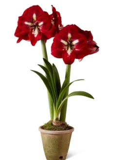 Premium Amaryllis Bulb -Garden Care Series Store 39733 2020 2002 silo tif