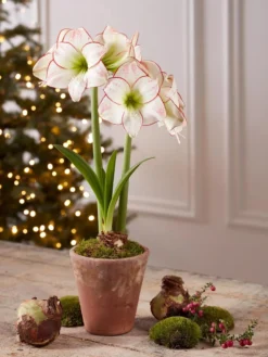 Premium Amaryllis Bulb -Garden Care Series Store 39733 2020 2006 tif