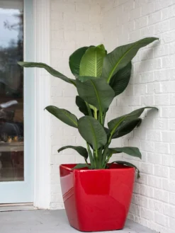 Viva Square Self-Watering Rolling Planter, 20" Diameter, Set Of 2 -Garden Care Series Store 3 4 crop 8612930 0032 tif