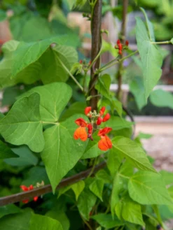 Jardin Tower 9 Jardin Tower -Garden Care Series Store 3 4 crop 8612997 0059