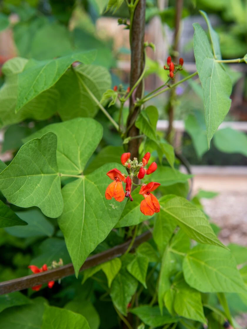 Jardin Tower 4 Jardin Tower - Image 4