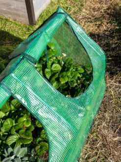 Multi Cloche -Garden Care Series Store 3 4 crop 8613213 0240