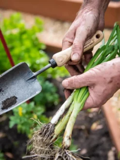 Gardener's Lifetime Trowel -Garden Care Series Store 8586972 3286 tif