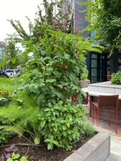 Tomato Towers, Set Of 2 6 Tomato Towers, Set Of 2 -Garden Care Series Store 8587041 01IN tif