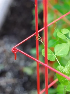 Tall Expandable Pea Trellis 7 Tall Expandable Pea Trellis -Garden Care Series Store 8587061 010 tif