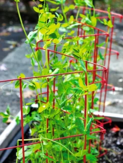 Expandable Pea Trellis 6 Expandable Pea Trellis -Garden Care Series Store 8587061 100 tif