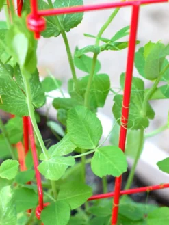 Tall Expandable Pea Trellis 9 Tall Expandable Pea Trellis -Garden Care Series Store 8587061 101 tif 1