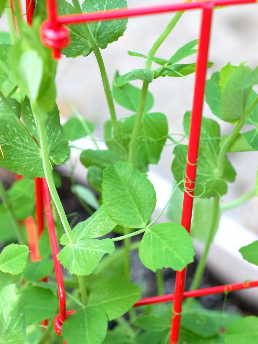 Tall Expandable Pea Trellis 5 Tall Expandable Pea Trellis - Image 5