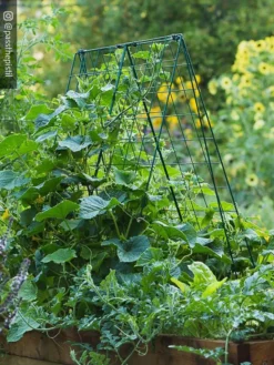 Deluxe Cucumber Trellis