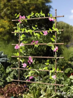 Jardin Ladder Trellis 7 Jardin Ladder Trellis -Garden Care Series Store 8587107 083 tif