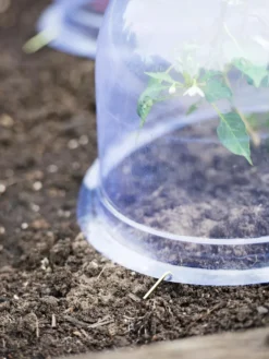 Medium Garden Cloches, Set Of 6 6 Medium Garden Cloches, Set Of 6 -Garden Care Series Store 8593985 9441 tif