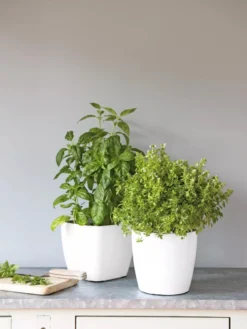 Viva Square Self-Watering Planter, 7" Diameter