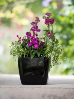 Viva Square Self-Watering Planter, 7" Diameter -Garden Care Series Store 8595223 1107 tif