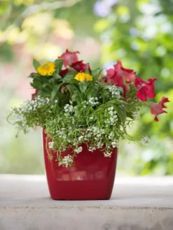 Viva Square Self-Watering Planter, 7" Diameter -Garden Care Series Store 8595223 1111 tif