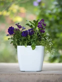 Viva Square Self-Watering Planter, 7" Diameter -Garden Care Series Store 8595223 1118 tif