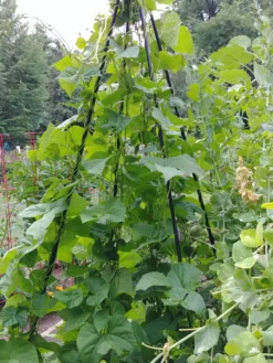 Titan Teepee Trellis -Garden Care Series Store 8595757 01EMP tif