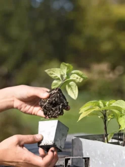 Galvanized Seed Starting Tray -Garden Care Series Store 8595893 4378 tif