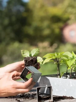 Galvanized Seed Starting Tray -Garden Care Series Store 8595893 4382 tif