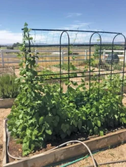 Titan Pea Tunnel 8 Titan Pea Tunnel -Garden Care Series Store 8596275 01CUST tif