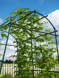 Titan Squash Tunnel -Garden Care Series Store 8596276 0122 tif