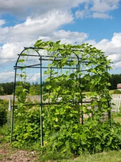 Titan Squash Tunnel -Garden Care Series Store 8596276 0133 tif