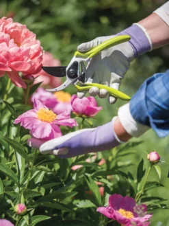 Gardener's Pro Pruner #2 -Garden Care Series Store 8596605 1261 tif