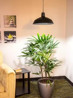 Barnyard Pendant LED Grow Light -Garden Care Series Store 8598025 0256