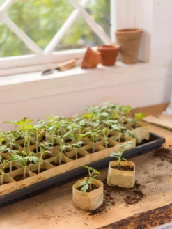 Paper Pots, 50 Cell -Garden Care Series Store 8599830 0502 paper pots 50 cell tif