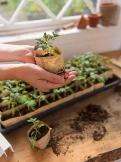 Paper Pots, 50 Cell -Garden Care Series Store 8599830 0507 tif