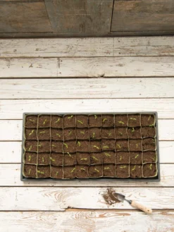 Paper Pots, 50 Cell -Garden Care Series Store 8599830 18489 tif