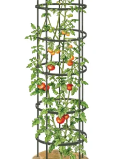Titan Tall Tomato Cages, Set Of 3 9 Titan Tall Tomato Cages, Set Of 3 -Garden Care Series Store 8599860 0002 art tif