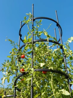 Titan Tall Tomato Cages, Set Of 3 8 Titan Tall Tomato Cages, Set Of 3 -Garden Care Series Store 8599860 0066 tif