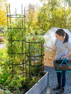 Titan Tomato Cages, Set Of 3 9 Titan Tomato Cages, Set Of 3 -Garden Care Series Store 8599861 0114 tif