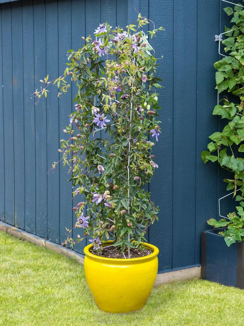 Vertex Universal Tower 1 Vertex Universal Tower