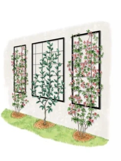Exeter Wall Trellis 11 Exeter Wall Trellis -Garden Care Series Store 8600049 50 0001 art tif