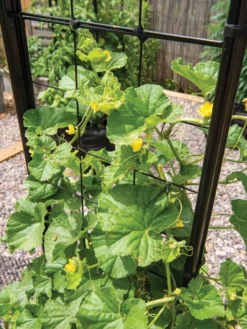 Gardener’s Victory Self-Watering Planter With Vine Trellis -Garden Care Series Store 8600176 6853