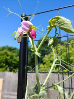 Gardener’s Victory Self-Watering Planter With Vine Trellis -Garden Care Series Store 8600177 6588 tif