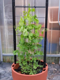 Gardener’s Victory Self-Watering Planter With Vine Trellis -Garden Care Series Store 8600178 5000 tif