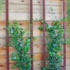 Ina Modern Wall Trellis Sr.