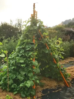 Annabel Tipi Trellis -Garden Care Series Store 8600521 02V tif